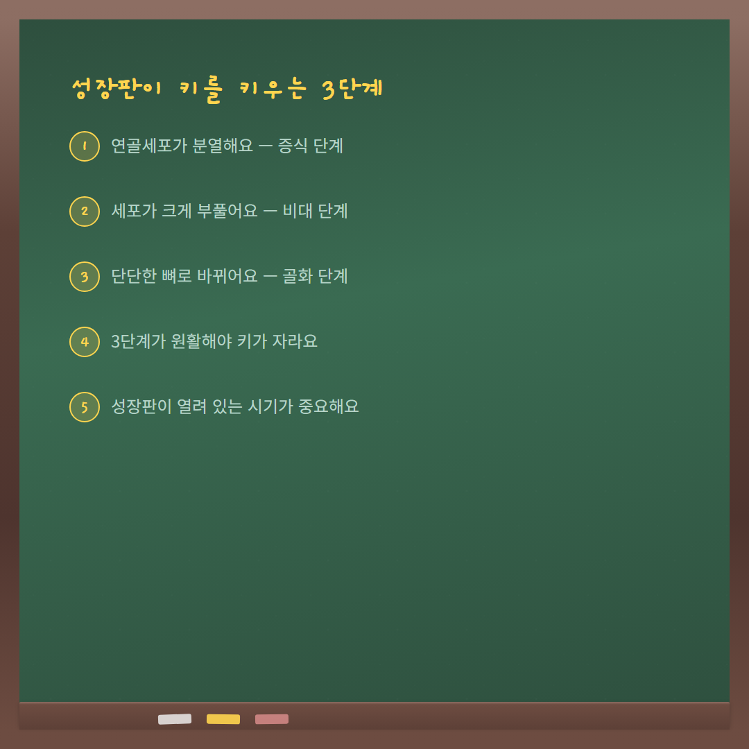 콘드로이친 연골 성장 효과 - 성장판 3단계 원리