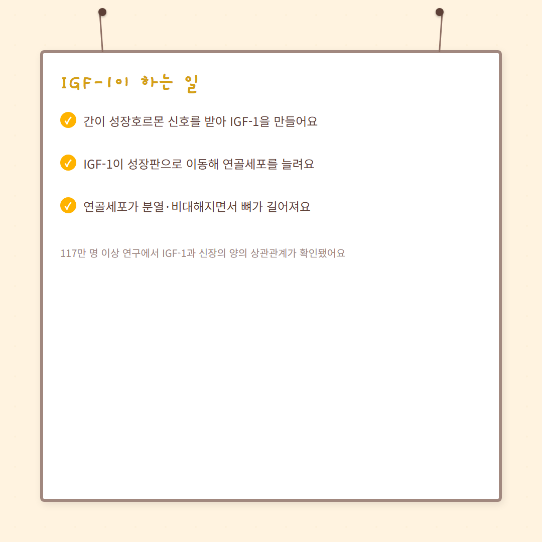 IGF-1 성장인자 - card-03 카드
